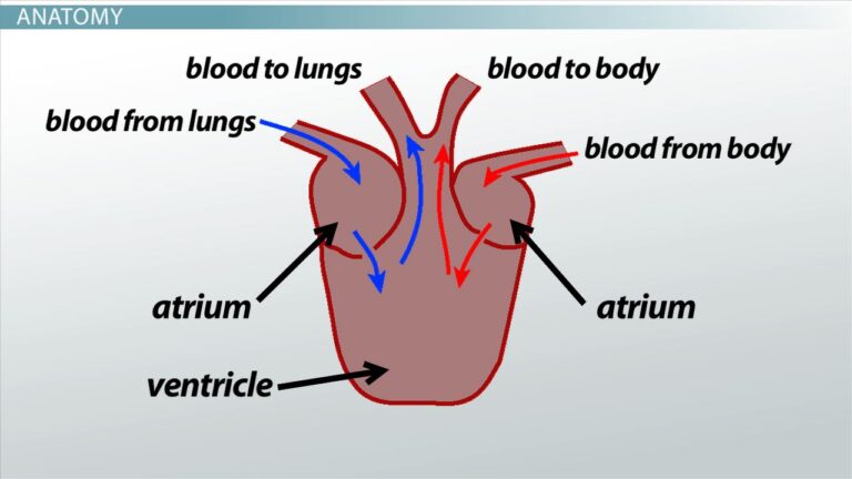 Hearts of Different Animals: Does Cow really have four hearts